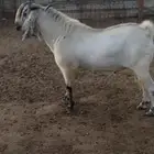 تيس فحل صنف الصف