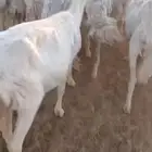 غنم