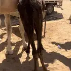 للبيع بكره مجهم طيبه