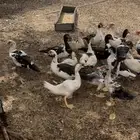 بط بلدي الموقع ثلوث بني عيسى