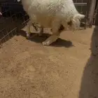 خروف مهجن فل شحم
