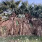 يوجد أشجار واشنطونيا  البيع بالجمله والعدد وافر وجميع مقاسات
