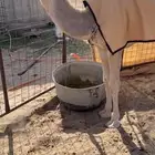 بكره شقحاء حيسونيه كفو