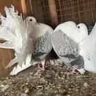 حمام زينه ( تم البيع )