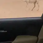 للبيع القحه الوضحا لقحه له 9 شهور