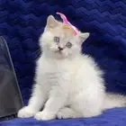 قطط إناث صغيره سكوتش ستريت بأقل الأسعار