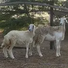 ضان صنف للبيع