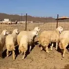 طليان للبيع العدد تسعه