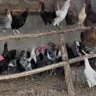 دجاج بلدي بشاير