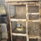محاكر وحمام للبيع مشاءلله