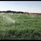 رشاشات برسيم
