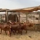 معزاء محتايه