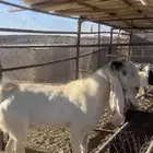 تيس هولندي