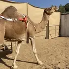 خلفة ساحلية منيحة