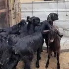 خمس جفار سوريات اعمارها 8 شهور وزياده تم البيع ت