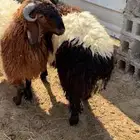 جذعان نعيمي جبر