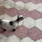 ماعز القزم