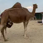خلفة ساحلية حمرا منيحة حليب حليبها وافر تحتها بكرة