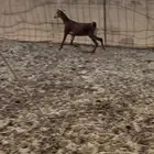 جفره محايله فاخره