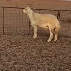 فحل حري صنف فاخر