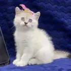 قطط صغيره سكوتش ستريت إناث للبيع بأقل الأسعار