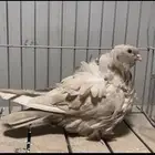 انثه كشكش كاكي