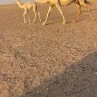 خلفه وضحاء