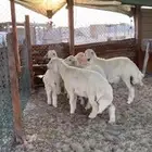 طليان جذعان حريه واسعار منافسه جدا