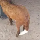 سواكني