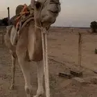 قليصه ذلول كبيره في السن طوع في رأسه