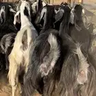 معزا مراح مضاريع