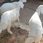 للبيع هرافي حريات فاخره ( تم البيع )