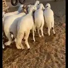 جذعان مرباه سليمه من الابر والإبر والعلاجات جمله وتفريد