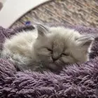 قطط