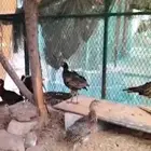 صوص فزن او فزنت امريكي