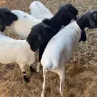 برابر جذعان الصحه ممتازه