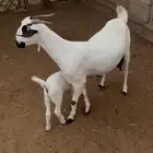 عنز بيشية منتوج