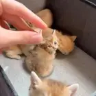 كتن برتش قولد