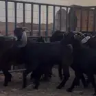 العمر من الجدعه الى الجامع شبب