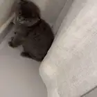 قطوه سكوتش