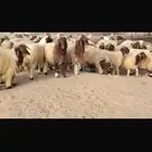 للبيع طليان نعيمي مقفله شحم