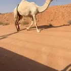 للبيع ذود وضح العدد 6