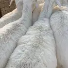 رخال بريه البيع جمله وتفريد