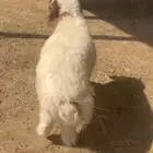 طلي نعيمي ذبيحة