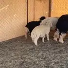 خرفان للبيع