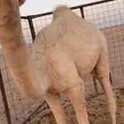 قعود قصب