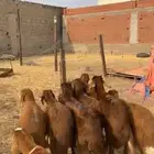 9 سواكني حمري