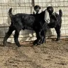 تيوس مندي