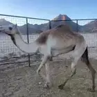 بكرة أبوها خوف