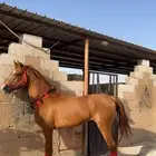 حصان شعبي فاخر